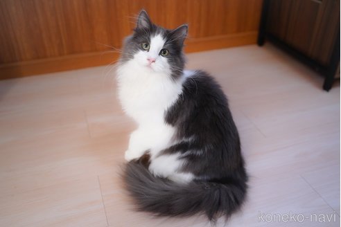 成約済の愛知県のノルウェージャンフォレストキャット-99492の3枚目